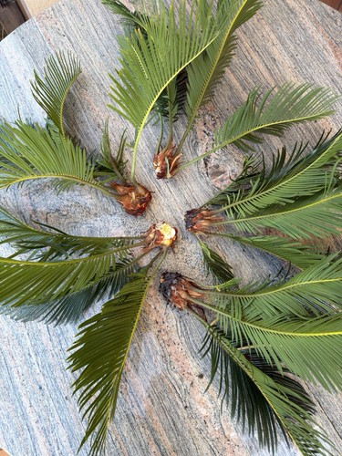 Pianta cycas bulbo da - pianta, di
