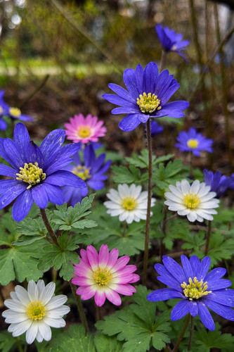 Bulbi anemone blanda - 15, di