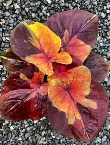 Lampadine autentiche caladium - lampadine,