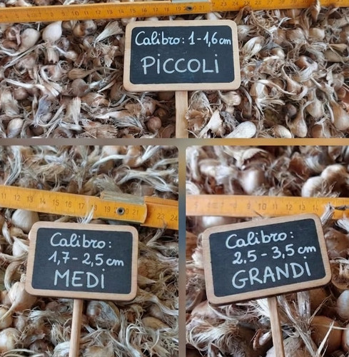 Bulbi zafferano sardegna in - bulbi,