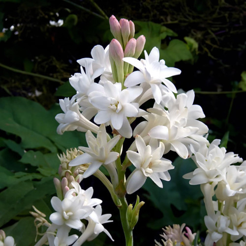 Bulbi polianthes tuberosa - 5,