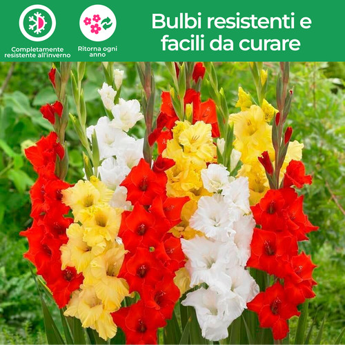 Bulbi gladiolo resistenti - bulbi,