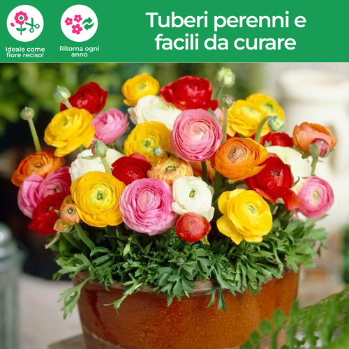 Bulbi ranuncoli mix di 5 - di,