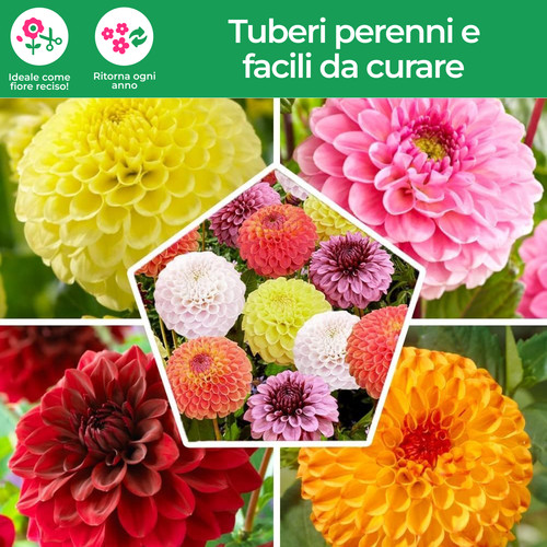 Tuberi bulbi dalia sfera - tuberi/bulbi,