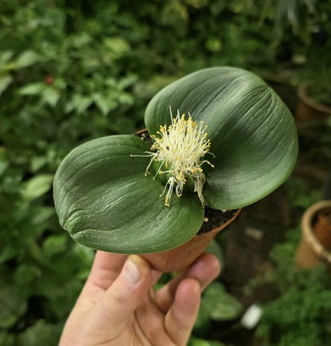 Rara massonia sp2 - massonia, bulbo