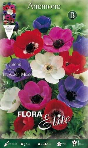 Bulbi autunnali anemone - anemone, de