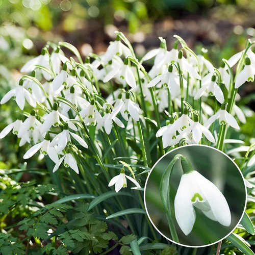 Bulbi bucaneve galanthus - bulbi, di