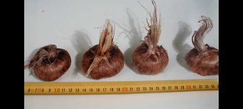 Bulbi zafferano crocus - zafferano,