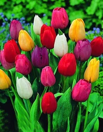 Tulipani misti bulbi di - tulipani,