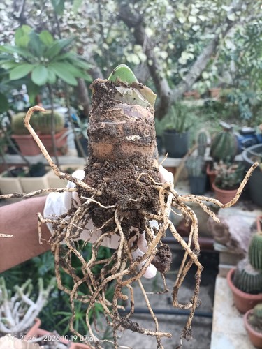 Haemanthus coccineus - ,