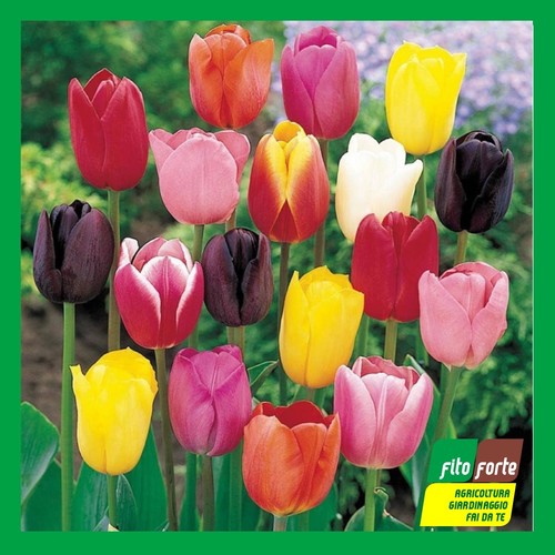Bulbi fiore tulipani - bulbi,