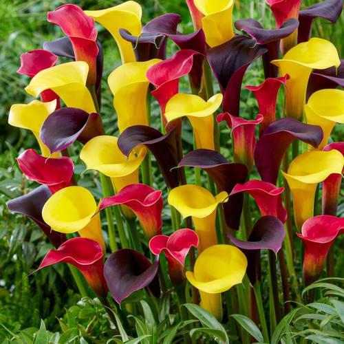 Bulbi calla resistenti - bulbi,