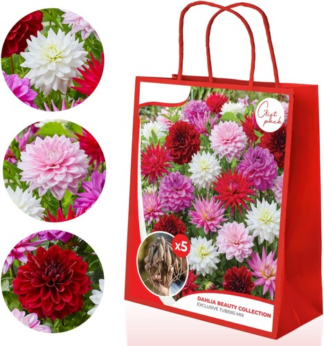 Tuberi bulbi dalia - tuberi/bulbi, di