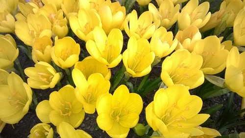 Bulbi sternbergia lutea - sternbergia,
