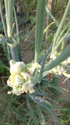 Bulbilli cipolla egiziana - ,