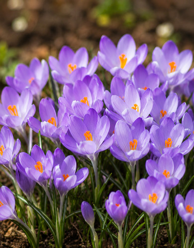 Bulbi crocus etruscus - 12,