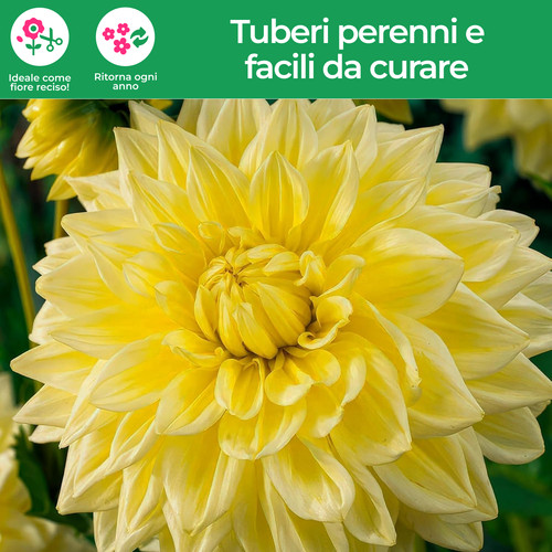 Tuberi bulbi dalia - dalia,