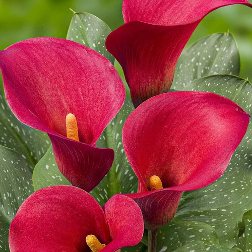 Bulbi calla resistenti - calla,