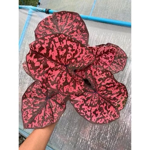 Autentica heyna caladium - caladium, 1