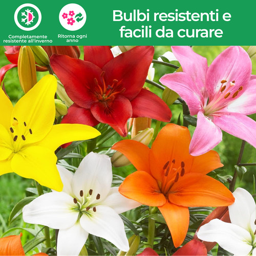 Bulbi giglio asiatico - bulbi,