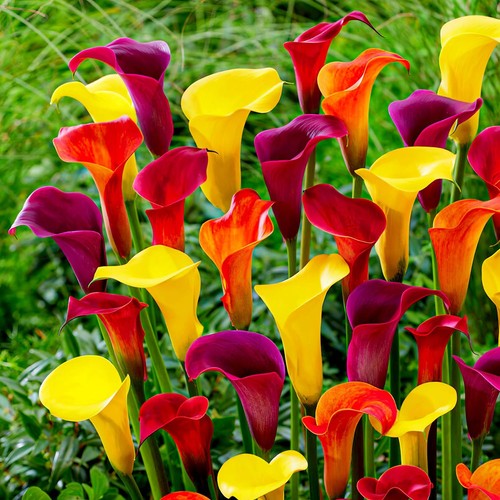 Bulbi calla resistenti - bulbi,