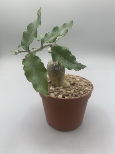Fockea edulis caudex vaso - fockea ,