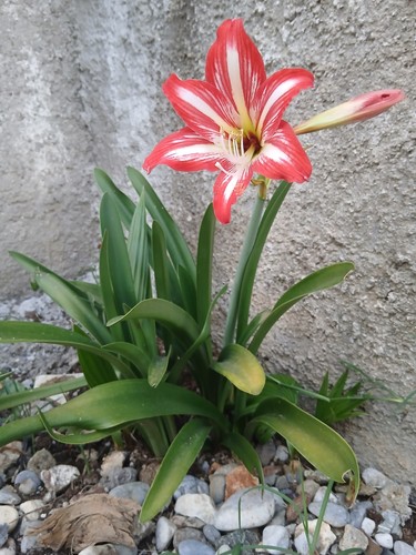 Bulbi amaryllis giglio - di, amaryllis/