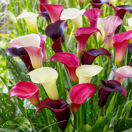 Bulbi calla resistenti - bulbi,
