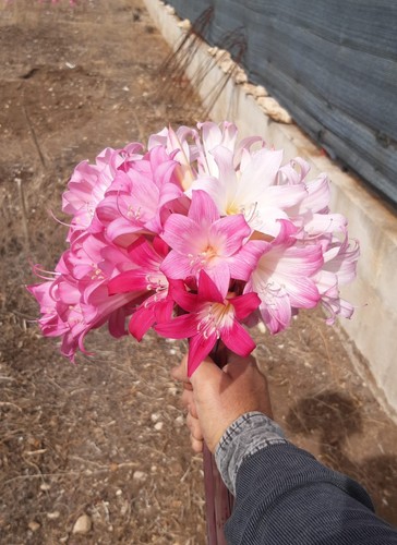 Amaryllis belladonna mix