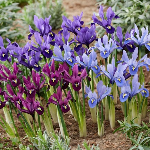 Bulbi iris resistenti - di, mix