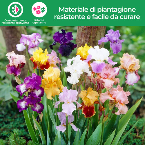 Bulbi iris - iris,