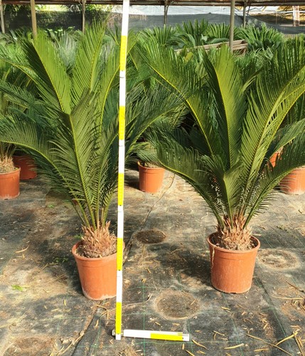 Pianta cycas grosso bulbo - pianta,