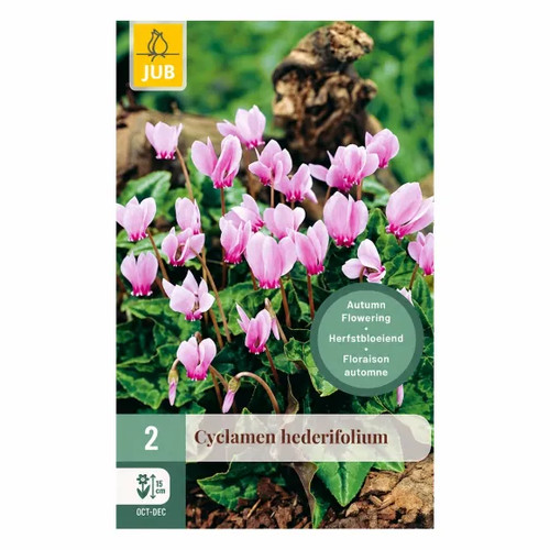 Bulbi ciclamino rosa - bulbi,