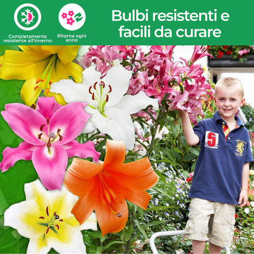 Bulbi giglio resistenti - bulbi,