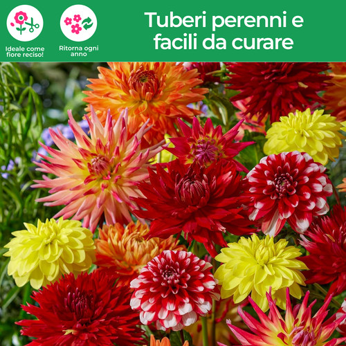 Tuberi bulbi dalia - di,