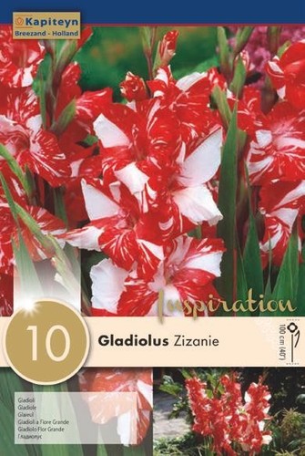 Bulbi gladiolo zizaine - bulbi,
