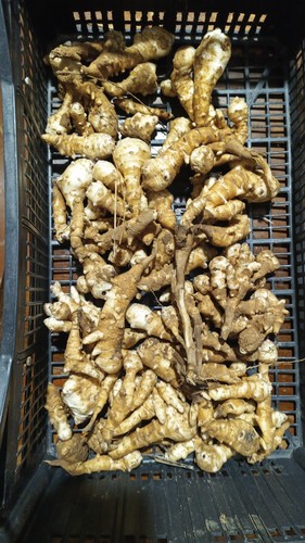1kg topinambur rosso fresco - di,
