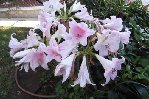 Tre bulbi iris - bulbi, di