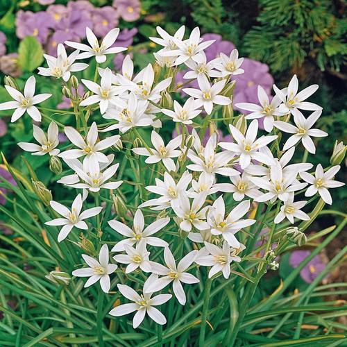 Ornithogalum umbellatum bulbi