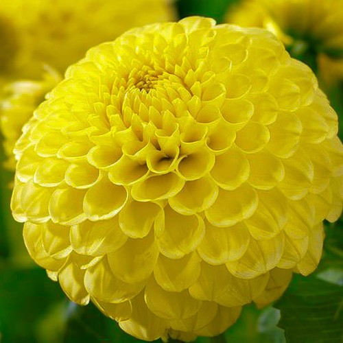 Tuberi bulbi dalia pon - dalia,