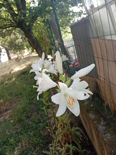 Bulbi fiori giglio s - di,