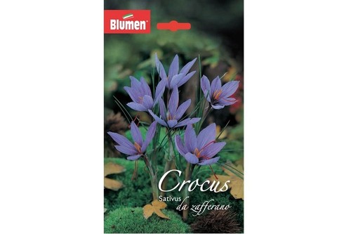 Blumen bulbi crocus sativus - bulbi,