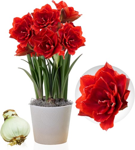 Bulbi amarillide cherry - amarillide,