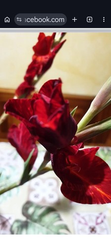 Gladioli rari fioritura - gladioli, a