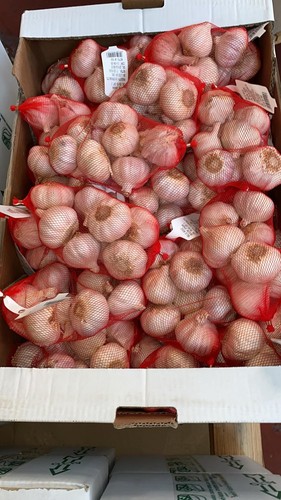 Bulbi aglio rosso semina - di,